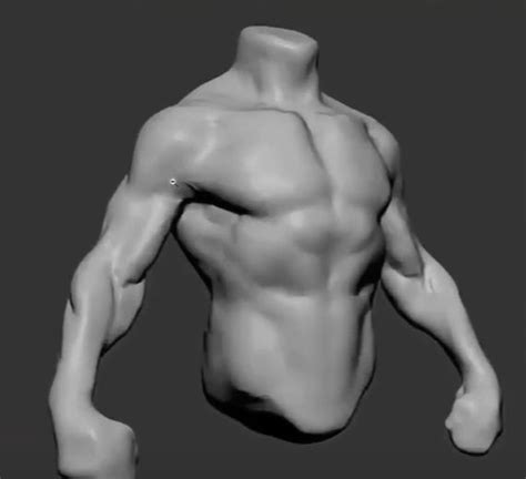 По каким референсам изучать анатомию | Human anatomy drawing, Zbrush ...