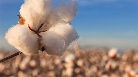 Cotton | Seedcare APAC