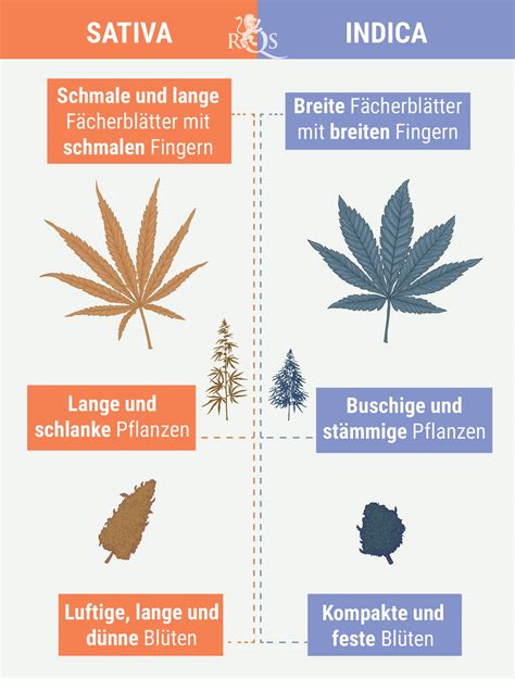 Welcher Unterschied besteht zwischen Cannabis Indica und Cannabis
