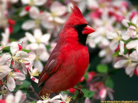 Nice Wallpapers, Islamic Wallpapers, Aqwal e Zareen: HD Birds ...