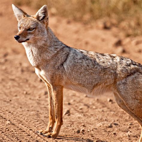 Golden Jackal Facts - Wisdom Panel™ Dog Breeds