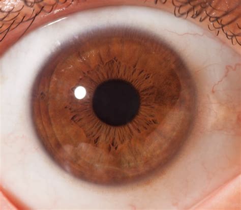 brown iris stock  pictures royalty  images istock