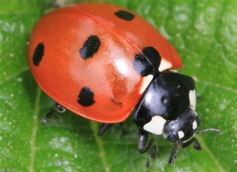 Coccinelle : de la larve à l'adulte, un prédateur féroce pour les ...