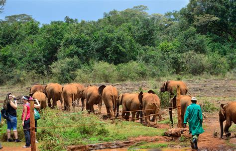 Nairobi’s Wildlife Attractions - Kenyatalii