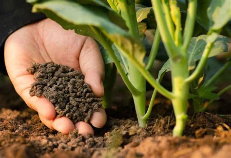 organic fertilizers