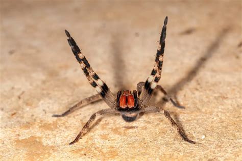 Brazilian Wandering Spider Bite - Animals Around The Globe