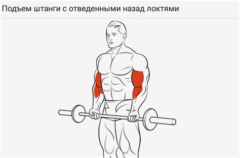 Подъём штанги на бицепс