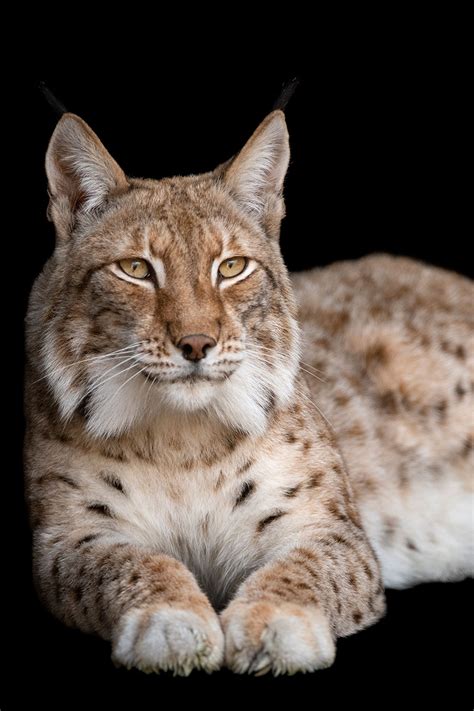 Iberian Lynx Kitten