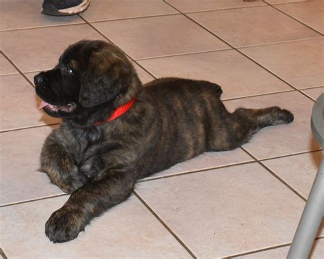 Flickriver: Most interesting photos from Fluffy Mastiffs - a group for ...