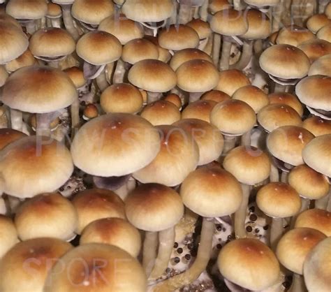 acadian coast mushroom