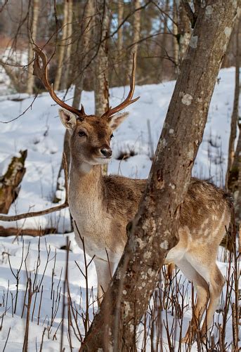 Young Maral Deer Stock Photo - Download Image Now - Animal, Animal Body ...