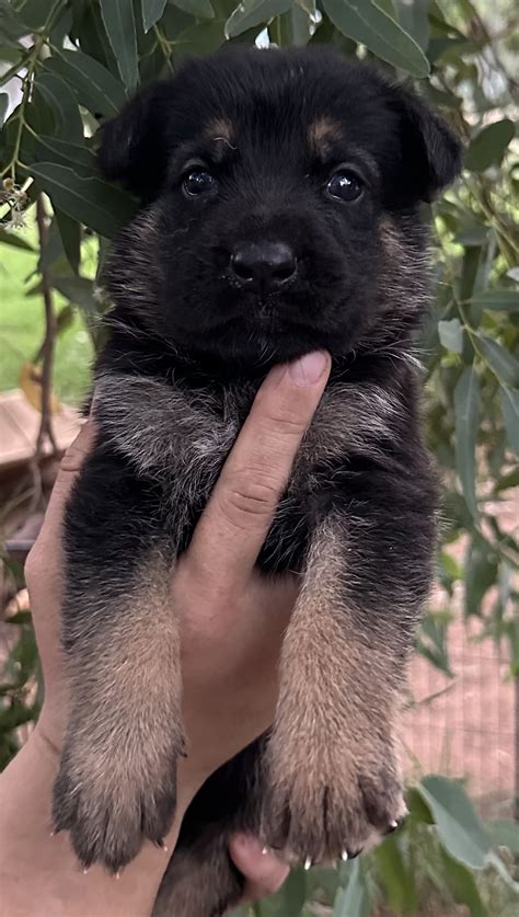 Crate Training for German Shepherd Puppies | VomSirius GSD Breeders