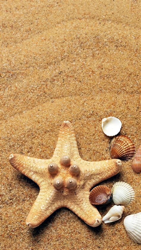 Beach Shells Wallpapers - Wallpaper Cave