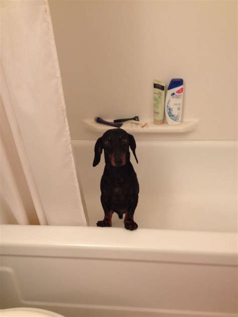 Bath time! | Puppy cuddles, Dachshund, Fur babies