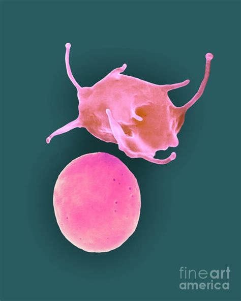 Platelets Art - Pixels 