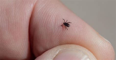 Νόσος Lyme ή βορρελίωση: «Καμπανάκι» για ασθένεια που μεταδίδεται από ...