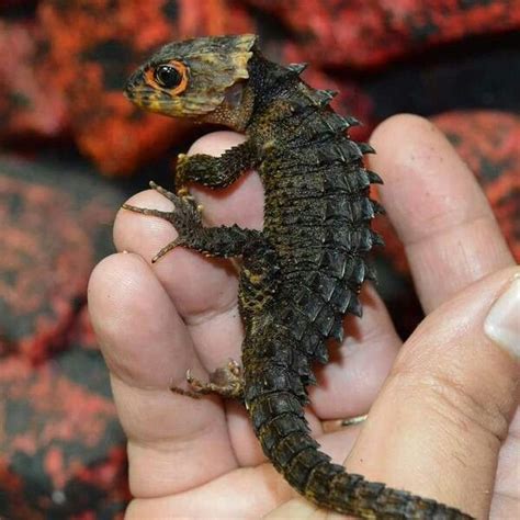Крокодиловый сцинк | Reptiles pet, Red eyed crocodile skink, Crocodile ...