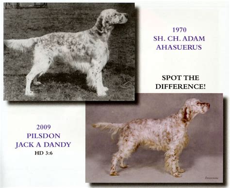 English Setters: Show & Working Types