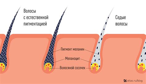 Пигменты волоса что такое меланин - 80 фото