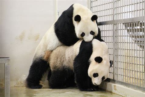 Panda porn