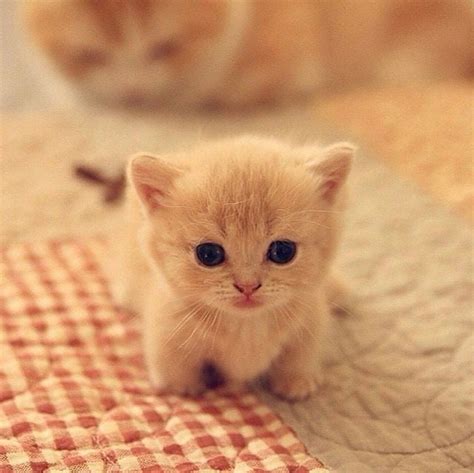 Pin by Stephen on Too Cute | Cute baby cats, Kittens cutest, Cute cats