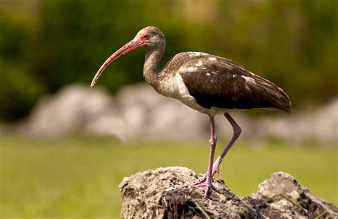 White Ibis - Owen Deutsch Photography