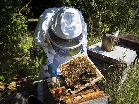 Rebecca Marshall: Meet the world's first apprentice bee farmer | The