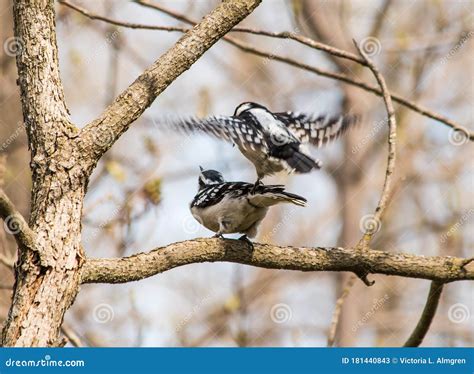 Downy Woodpecker Couple about To Mate Stock Image - Image of action