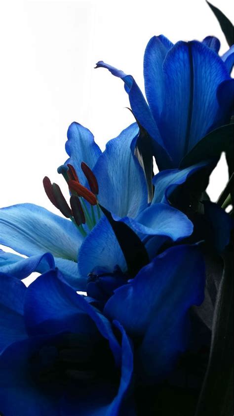 Blue lilies III Photo credit: Paola De Giovanni-Meanmagenta Photography ...
