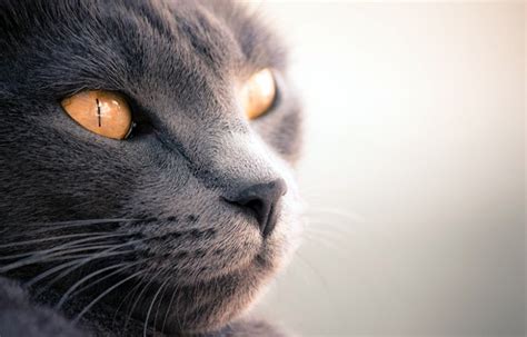 Топ 21 Най-Популярни Породи Котки И Техните Особености | Petmall