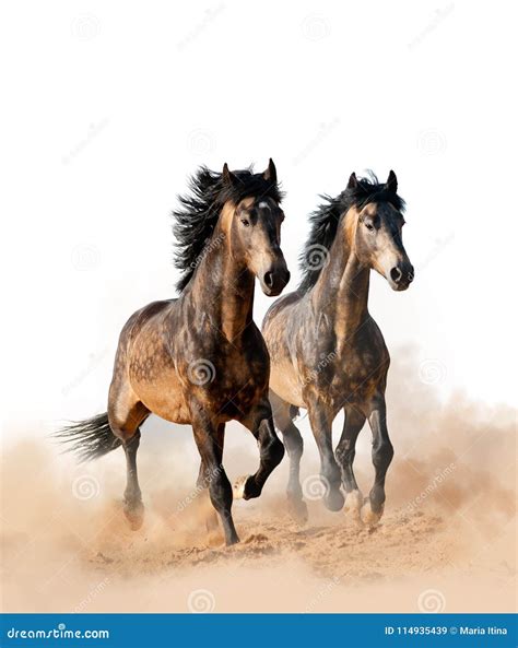 Two Beautiful Horses Running Stock Image - Image of wild, running ...