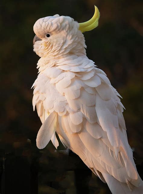 ruffled feathers sulphur crested cockatoo photograph  carol walden