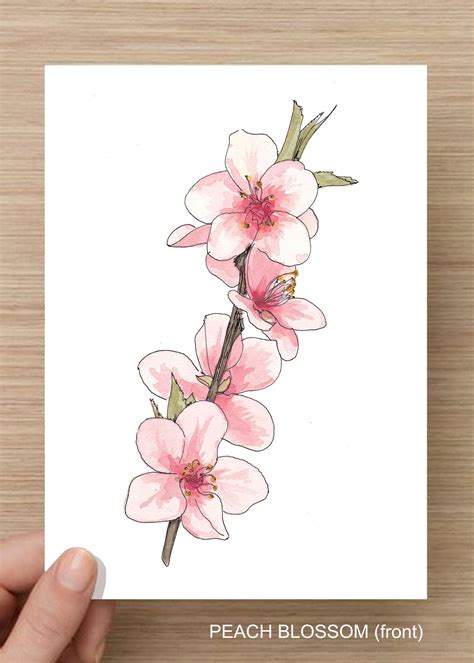 peach blossom flowers flower tree bloom pink nature spring
