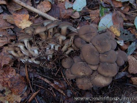 Lyophyllum decastes, tuhkatupaskynsikäs @ Natural Fungi in Finland