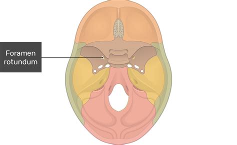Fissures, foramina and markings of the base of the skull | GetBodySmart