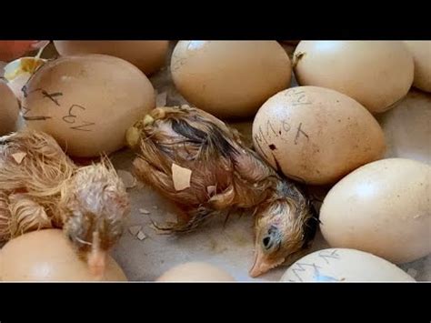 Родила Царица в ночь//Как несутся куры Мини мясные палевые, Бресс ...