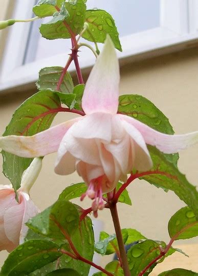 Fuchsia 'Annabel' : Grows on You