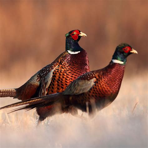 New Jersey Hunting Seasons, Licenses and Regulations | Sportsman's