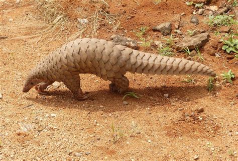 50 Interesting Pangolin Facts You Have to Know About - Facts.net