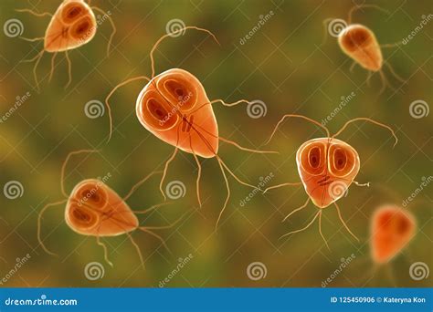 Giardia Intestinalis Protozoan Stock Illustration | CartoonDealer.com ...
