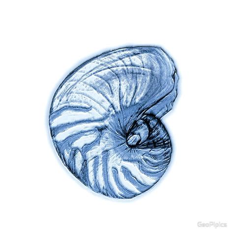 Nautilus Shell Drawing at GetDrawings | Free download