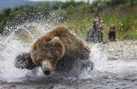 Медведица ловит лосося и кормит своих медвежат(16 фото) » Just one MIN
