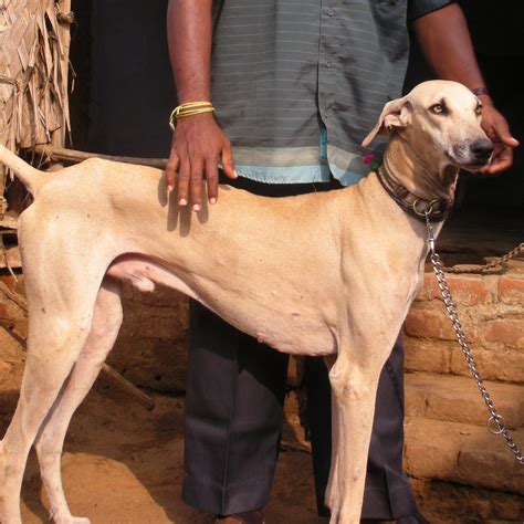 age   kanni full grown