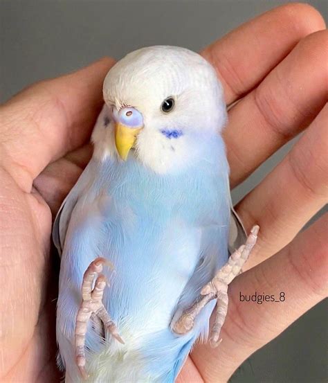 Budgies_8 on Instagram: “The baby budgie with one month old 😊 Look at ...