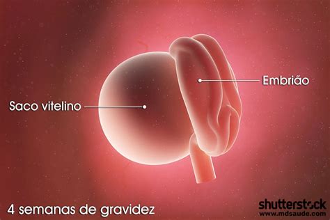 Como É Um Feto De 4 Semanas