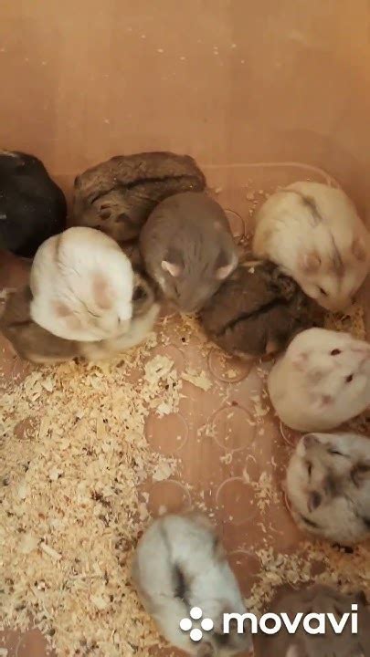 Хомяки из Страны Чудес #pets #love #животные #хомяк #грызуны #москва # ...