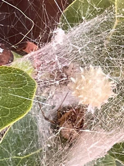 Spider took over the whole plant and now had a spiky egg : r/pestcontrol
