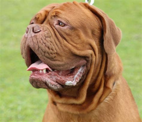 Big Dog - French Mastiff and Mastiff Dog Breeds