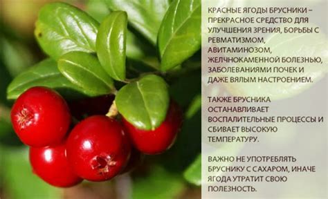 Брусника - калорийность, полезные свойства, польза и вред, описание ...