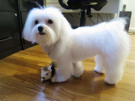 Maltese Dogs Haircuts, Dog Haircuts, Maltese Haircut Short, Dog ...